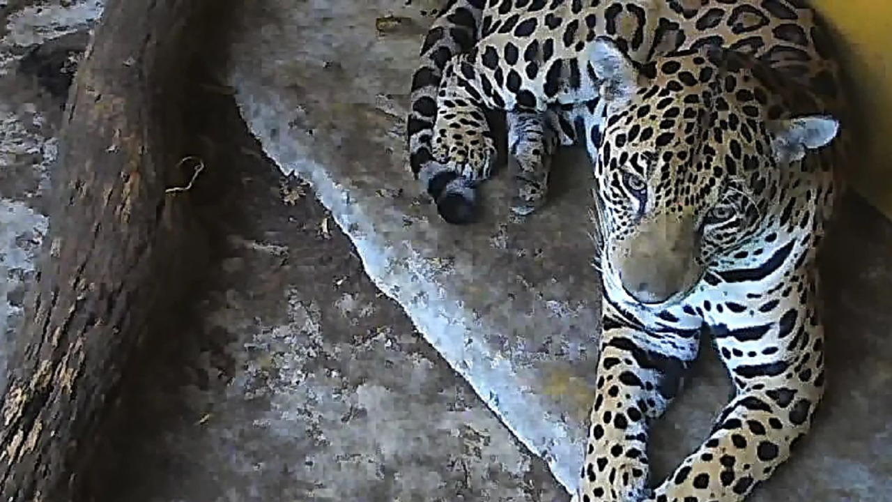 Jaguar es rescatado en la cuenca del río Bogotá y entra en valoración para su liberación